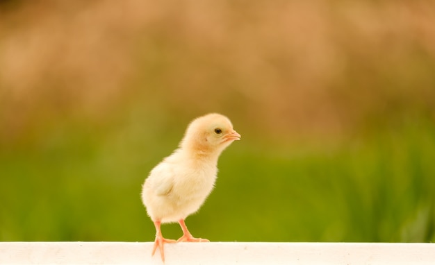 Pollo recién nacido de pie en el piso blanco y desenfoque de fondo con espacio de copia