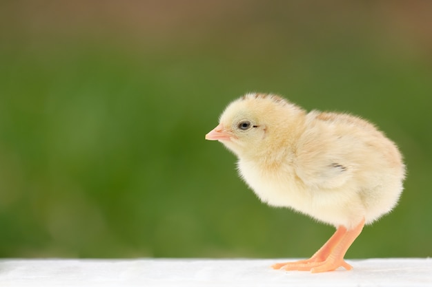 Pollo recién nacido de pie en el piso blanco y desenfoque de fondo con espacio de copia