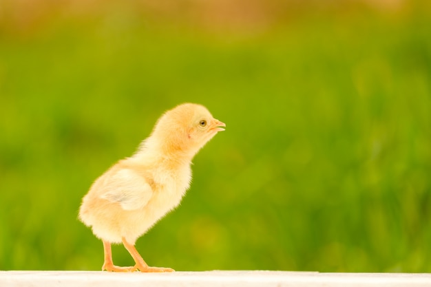 Pollo recién nacido de pie en el piso blanco y desenfoque de fondo