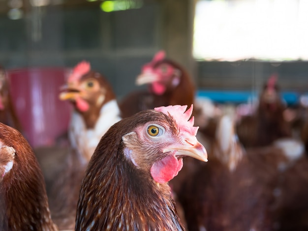 Pollo rojo en un gallinero