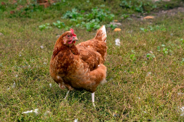 Un pollo rojo de primer plano camina por el pueblo...