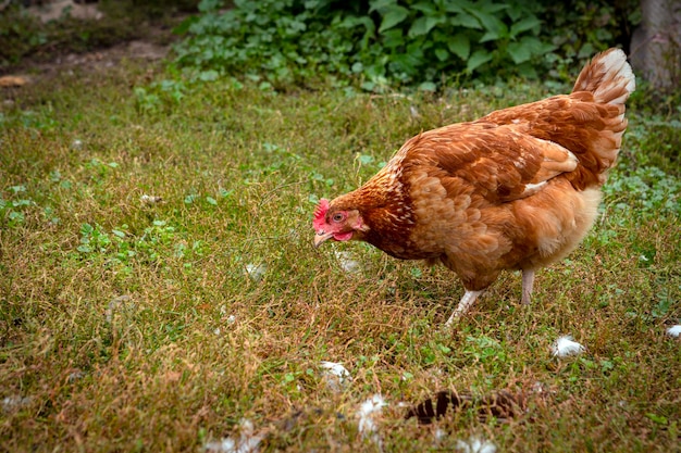 Un pollo rojo de primer plano camina por el pueblo...