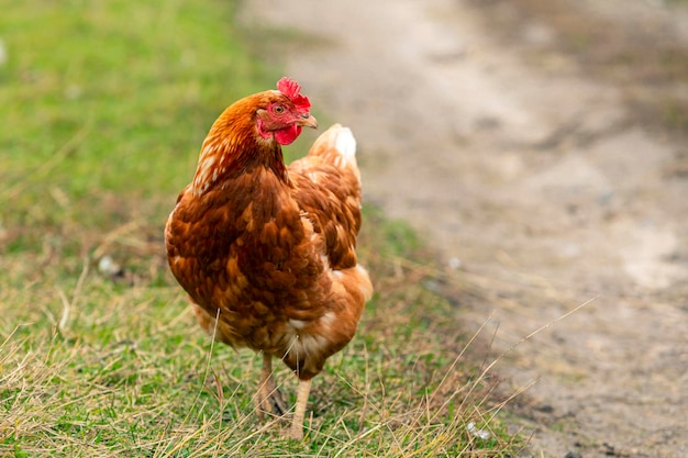 Un pollo rojo de primer plano camina por el pueblo...