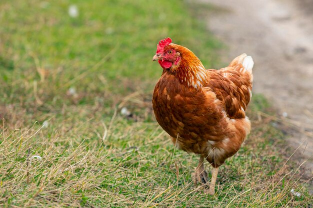 Un pollo rojo de primer plano camina por el pueblo.