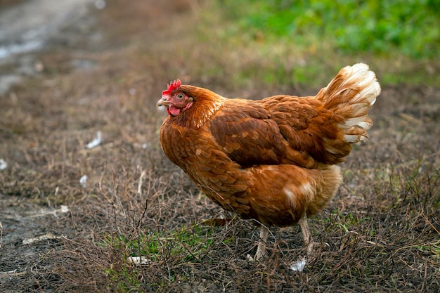 Un pollo rojo de primer plano camina por el pueblo...