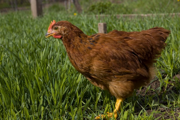 Pollo rojo sobre hierba verde