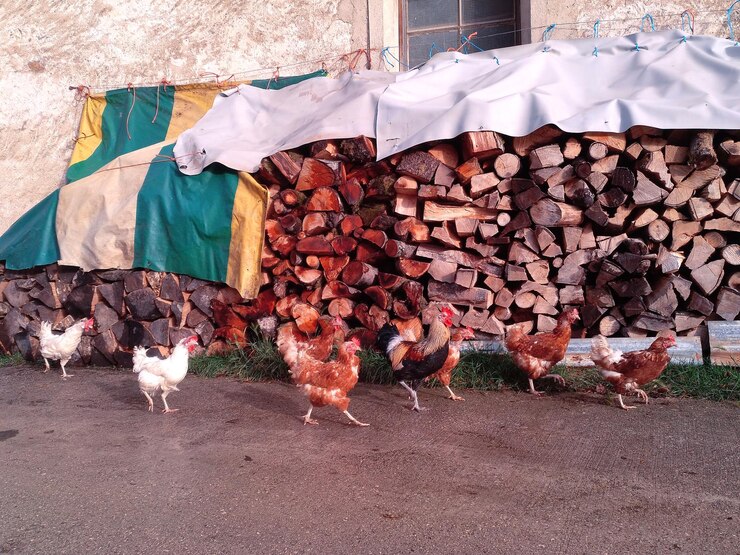 Pollo rural corre pollos en la calle