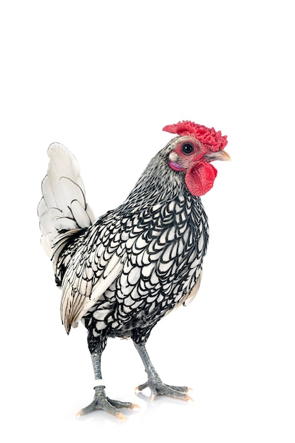 Pollo sebright delante de un fondo blanco