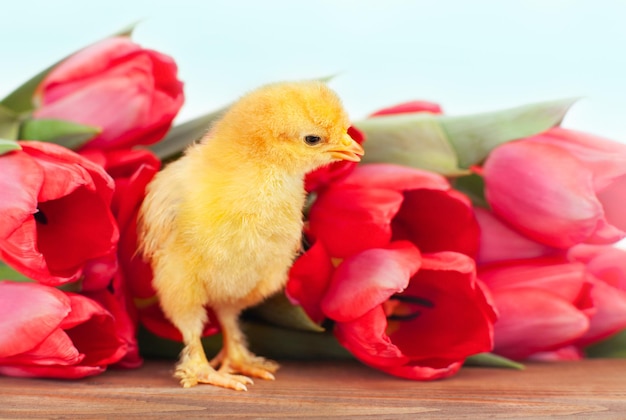 pollo sobre una superficie de madera junto a un ramo de tulipanes