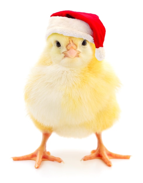 Foto pollo con un sombrero rojo de papá noel