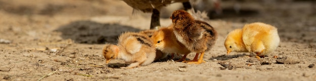 Pollo con sus polluelos en una granja