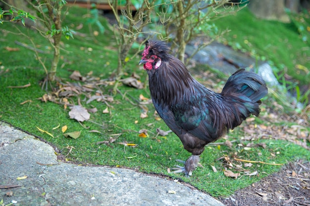 Pollo tailandés o pollo colorido hermoso gallo tailandés, enfoque selectivo.