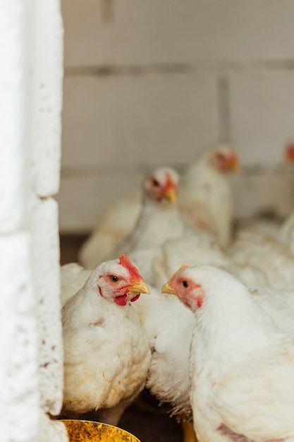 Foto pollo de tiro medio en corral