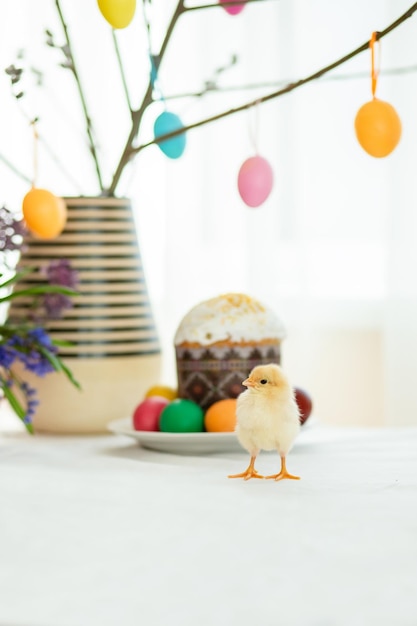 Un pollo vivo cerca de los pasteles de Pascua en el fondo de huevos pintados y decoración de Pascua