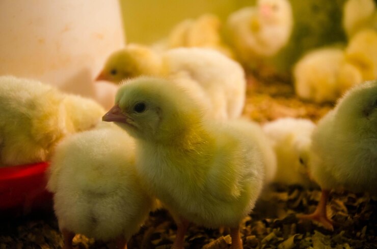 Pollo