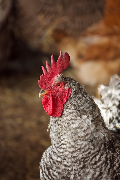 Pollos Amrock en una granja casera