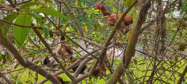 Pollos en un árbol en el bosque.