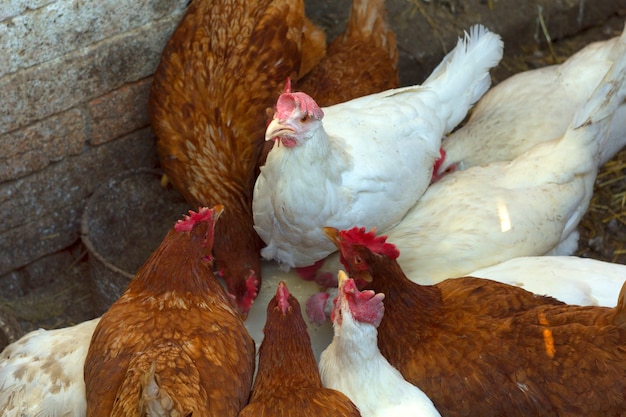 Foto los pollos beben agua.