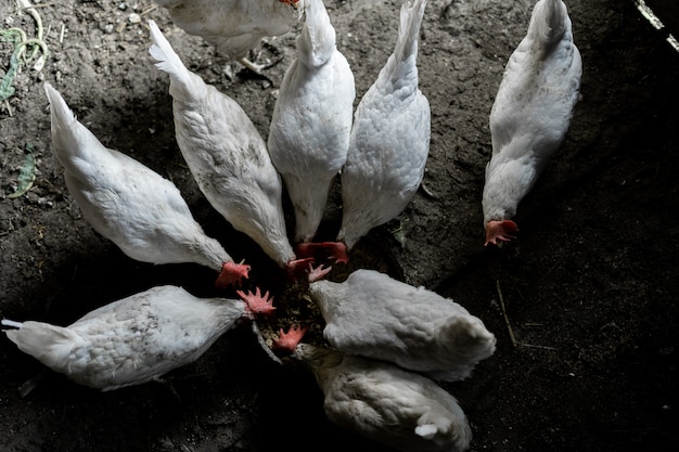 Los pollos blancos se comen en un cuenco. Vista superior. Una bandada de gallinas corrió a alimentarse. Granja de pollos