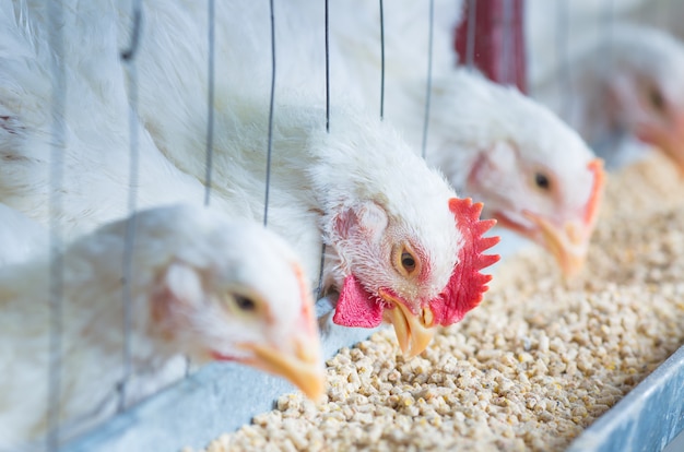 Pollos blancos en una granja avícola