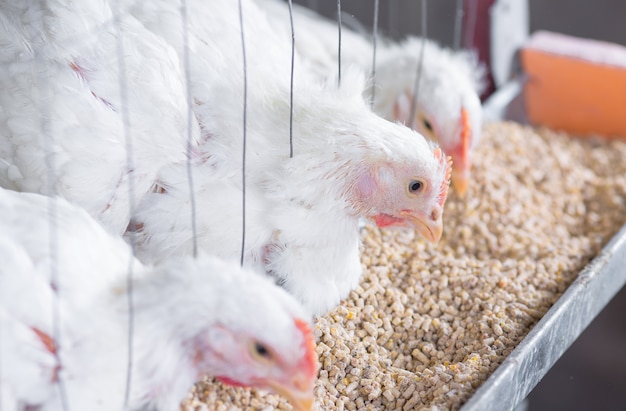 Pollos blancos en una granja avícola