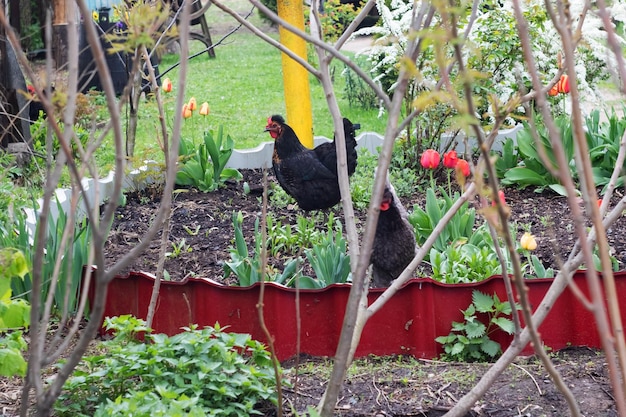 Los pollos caminan por el club en el patio.
