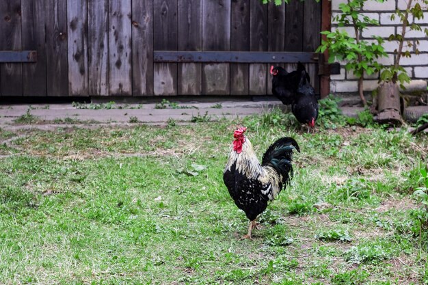 Los pollos caminan en el patio de cerca