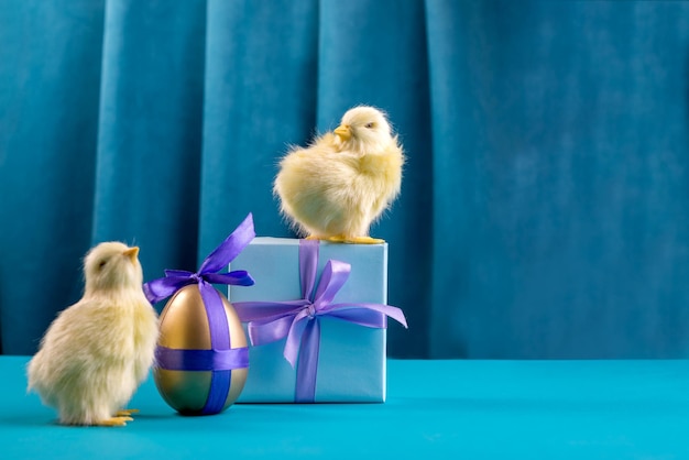 Pollos de color amarillo brillante con huevos de pascua y caja de regalo contra la cortina de color azul profundo. Naturaleza muerta de luz dura de moda.