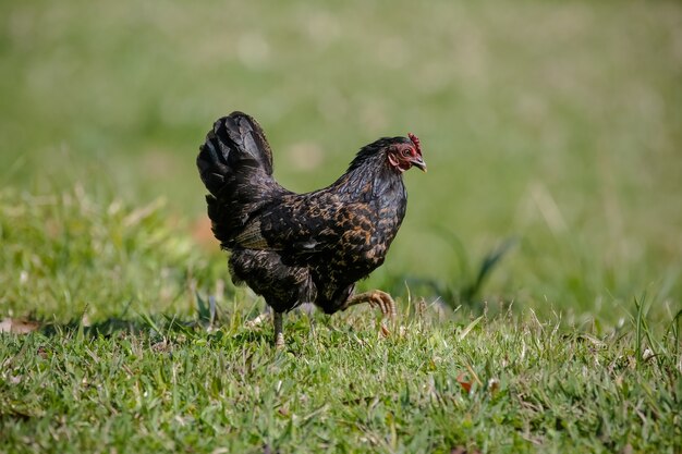 Pollos comiendo arbustos de varios tipos y tamaños sobre la hierba en el campo