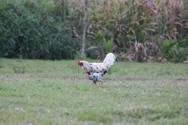 Pollos comiendo arbustos de varios tipos y tamaños sobre la hierba en el campo