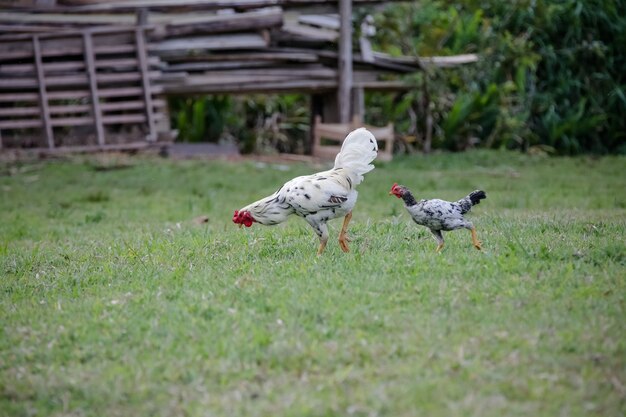 Pollos comiendo arbustos de varios tipos y tamaños sobre la hierba en el campo