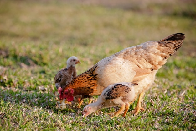 Pollos comiendo arbustos de varios tipos y tamaños sobre la hierba en el campo