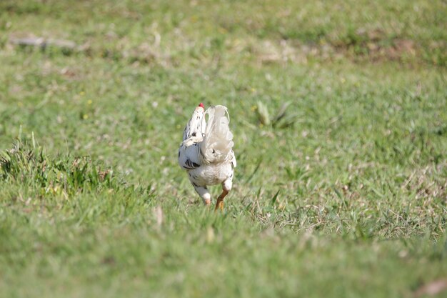 Pollos comiendo arbustos de varios tipos y tamaños sobre la hierba en el campo