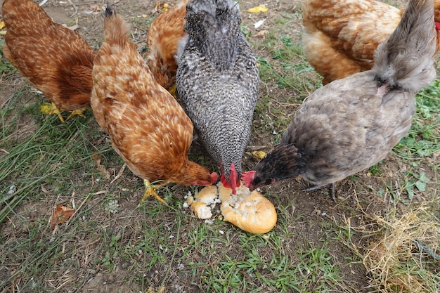 pollos comiendo pan pan para pollos alimento para pollos