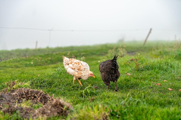 Pollos en el corral orgánico