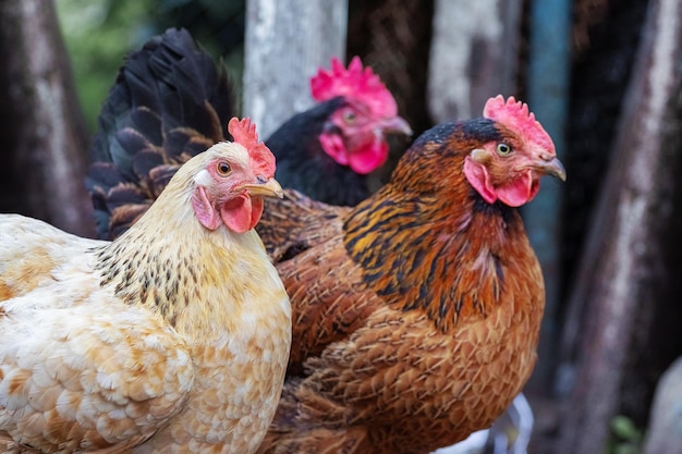 Pollos de diferentes colores de cerca en la granja