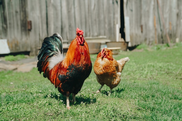 Foto pollos domésticos marrones están caminando en el jardín