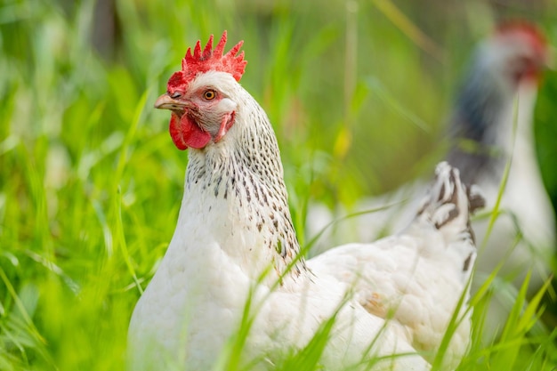 Pollos, gallinas y chook en un gallinero en una granja y rancho en Australia