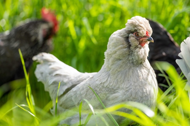 Pollos, gallinas y chook en un gallinero en una granja y rancho en Australia