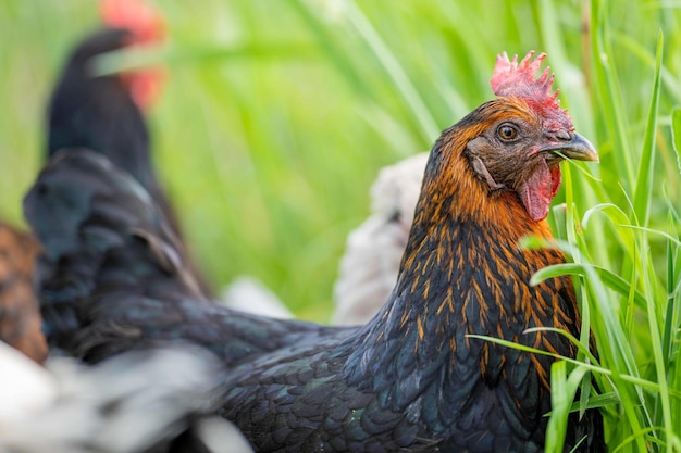 Pollos, gallinas y chook en un gallinero en una granja y rancho en Australia