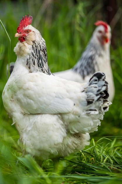 Pollos, gallinas y chook en un gallinero en una granja y rancho en Australia