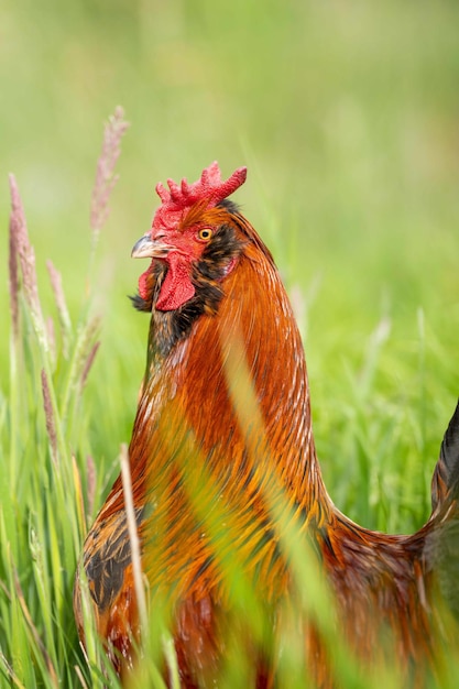 Pollos, gallinas y chook en un gallinero en una granja y rancho en Australia