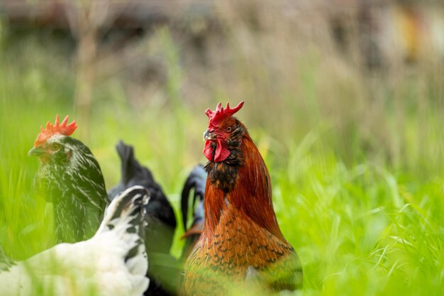 Foto pollos, gallinas y gallinas pastando y comiendo hierba en una granja orgánica en libertad en un gallinero de campo en una granja y rancho en australia