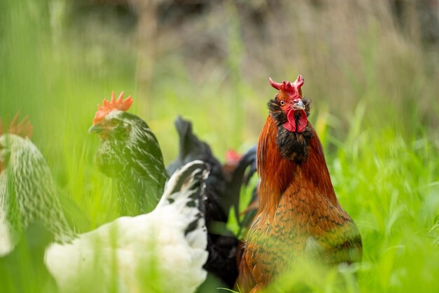 Foto pollos, gallinas y gallinas pastando y comiendo hierba en una granja orgánica en libertad en un gallinero de campo en una granja y rancho en australia