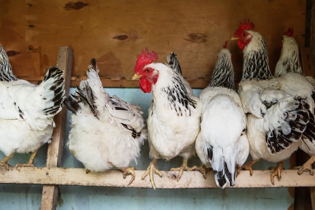 Pollos en el gallinero. Gallina en un corral. gallos y gallinas en el gallinero