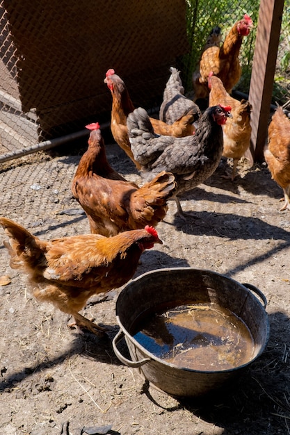 Pollos en un gallinero.