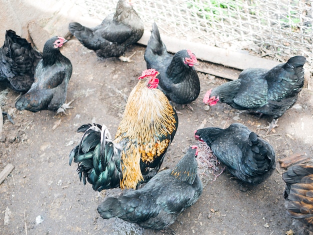 Pollos en el gallinero