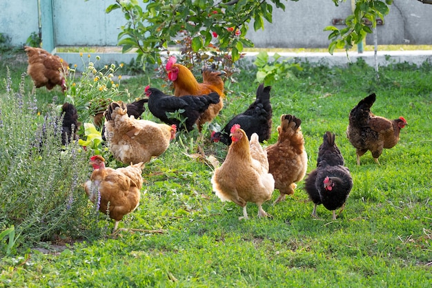 Pollos y gallos en el jardín de la granja pastan en la hierba