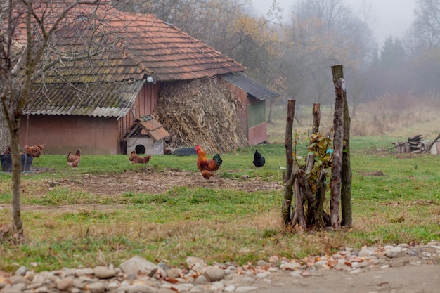 Los pollos y los gallos pastando en un prado cerca de la casa del pueblo