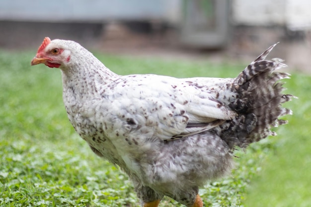 Pollos en la granja concepto de aves de corral Pollo suelto blanco al aire libre Pájaro divertido en una granja biológica